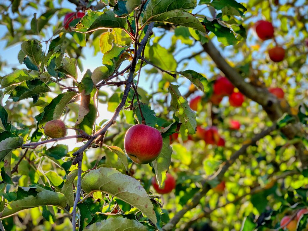 Foto eetbare tuin aanleggen